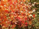 Liquidambar styraciflua (2017, Oct.17)