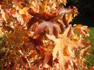 Liquidambar styraciflua (2017, Oct.17)