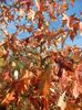 Liquidambar styraciflua (2017, Oct.19)