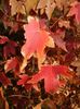 Liquidambar styraciflua (2017, Oct.19)