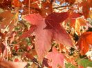 Liquidambar styraciflua (2017, Oct.19)