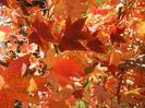 Liquidambar styraciflua (2017, Oct.19)