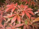 Acer palmatum Bloodgood (2017, Oct.18)