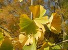 Gingko biloba (2017, October 21)