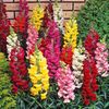 Seminte flori Antirrhinum Snap Happy Mixed