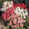 Seminte flori Begonia Sunshine Carpet