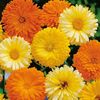 Seminte flori Calendula Art Shades Mixed