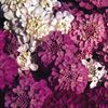 Seminte flori Candytuft Spangles Mix