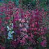 Seminte flori Clarkia Elegans Double Delight Mix