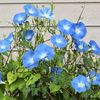 Seminte flori Ipomoea Heavenly Blue