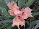 roselene1