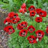 Seminte flori Poppy Papaver Ladybird