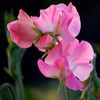 Seminte flori Lathyrus Odoratus Mrs R Bolton