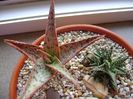 Aloe cv. Starfish