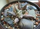 Ariocarpus retusus