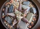 Ariocarpus retusus