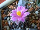 Ariocarpus kotschoubeyanus v. macdowellii