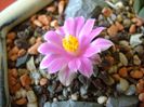 Ariocarpus kotschoubeyanus v. macdowellii