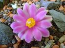 Ariocarpus kotschoubeyanus v. macdowellii