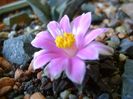 Ariocarpus kotschoubeyanus v. macdowellii