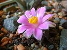 Ariocarpus kotschoubeyanus v. macdowellii