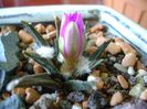 Ariocarpus agavoides