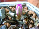 Ariocarpus agavoides