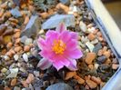 Ariocarpus kotschoubeyanus v. macdowellii