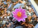 Ariocarpus kotschoubeyanus v. macdowellii