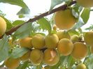 piersic pulpa galbena foarte aromat si parfumat diverse marimi