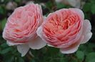 Abraham darby