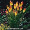 Seminte flori Kniphofia Red Hot Poker