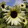 Seminte flori Sunflower Helianthus Vanilla Ice - Floarea Soarelui