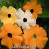 Seminte flori Thunbergia Alata Mixed Black Eyed Suzie - Suzana cu ochi negri