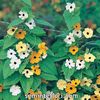 Seminte flori Thunbergia Alata Mixed Black Eyed Suzie