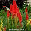 Seminte flori Kniphofia Red Hot Poker - Crin faclie
