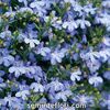 Seminte flori Lobelia Cambridge Blue - Lobelie curgatoare