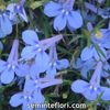 Seminte flori Lobelia Cambridge Blue