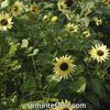 Seminte flori Sunflower Helianthus Vanilla Ice