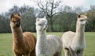 Three-Alpacas-In-Field.jpg.560x0_q80_crop-smart