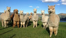 alpaca-experience