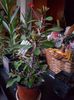 Euphorbia milli-tocmai adusa la iernat