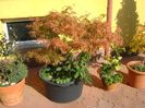 Grup de bonsai si prebonsai