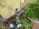 Tamarix