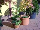 Grup de bonsai si prebonsai
