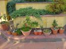 Grup de bonsai si prebonsai