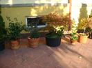 Grup de bonsai si prebonsai