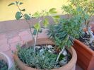 Grup de bonsai si prebonsai