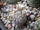 Mammillaria hernandezii