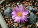 Ariocarpus kotschoubeyanus v. macdowellii